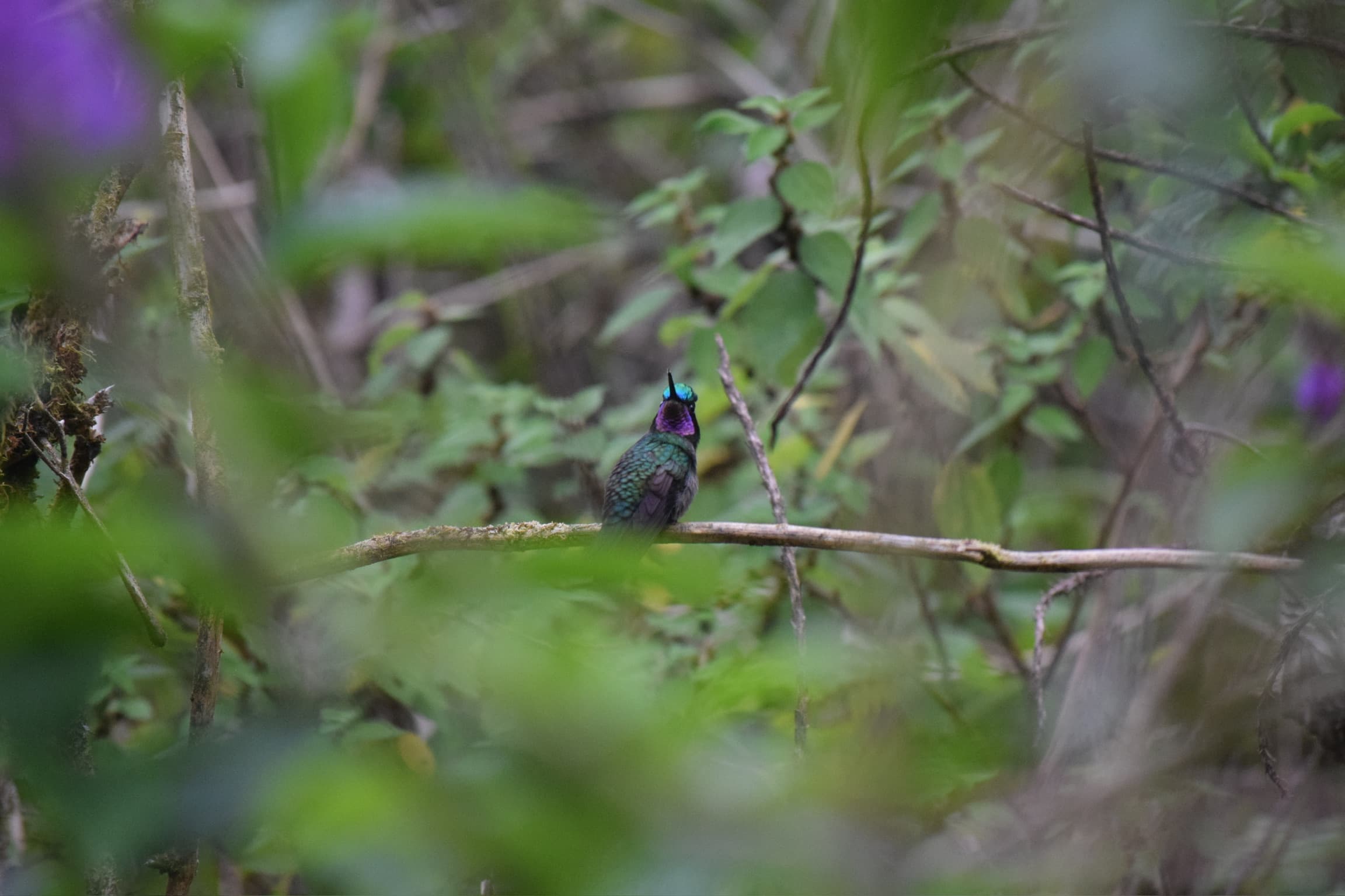 Costa Rica
