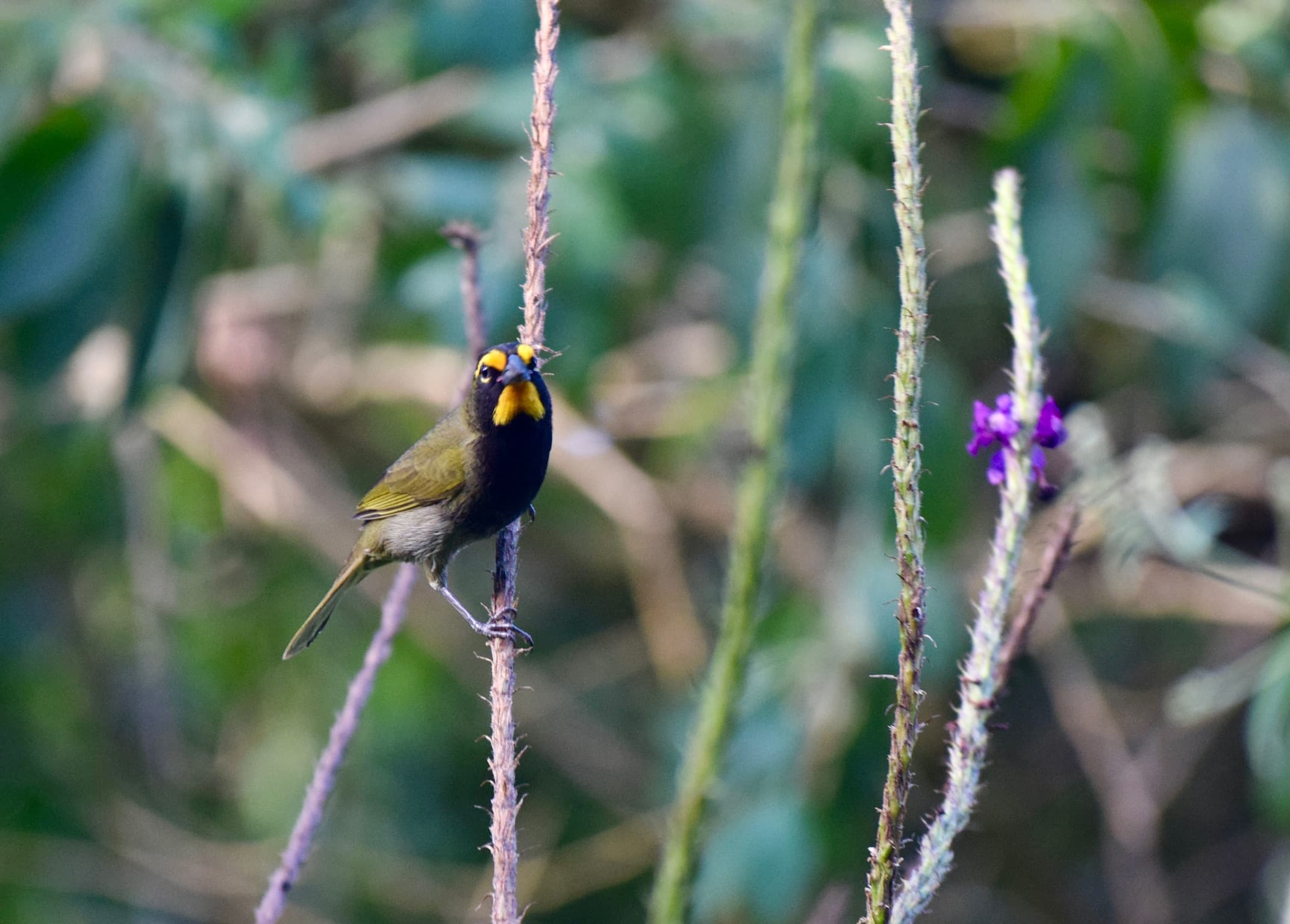 Costa Rica