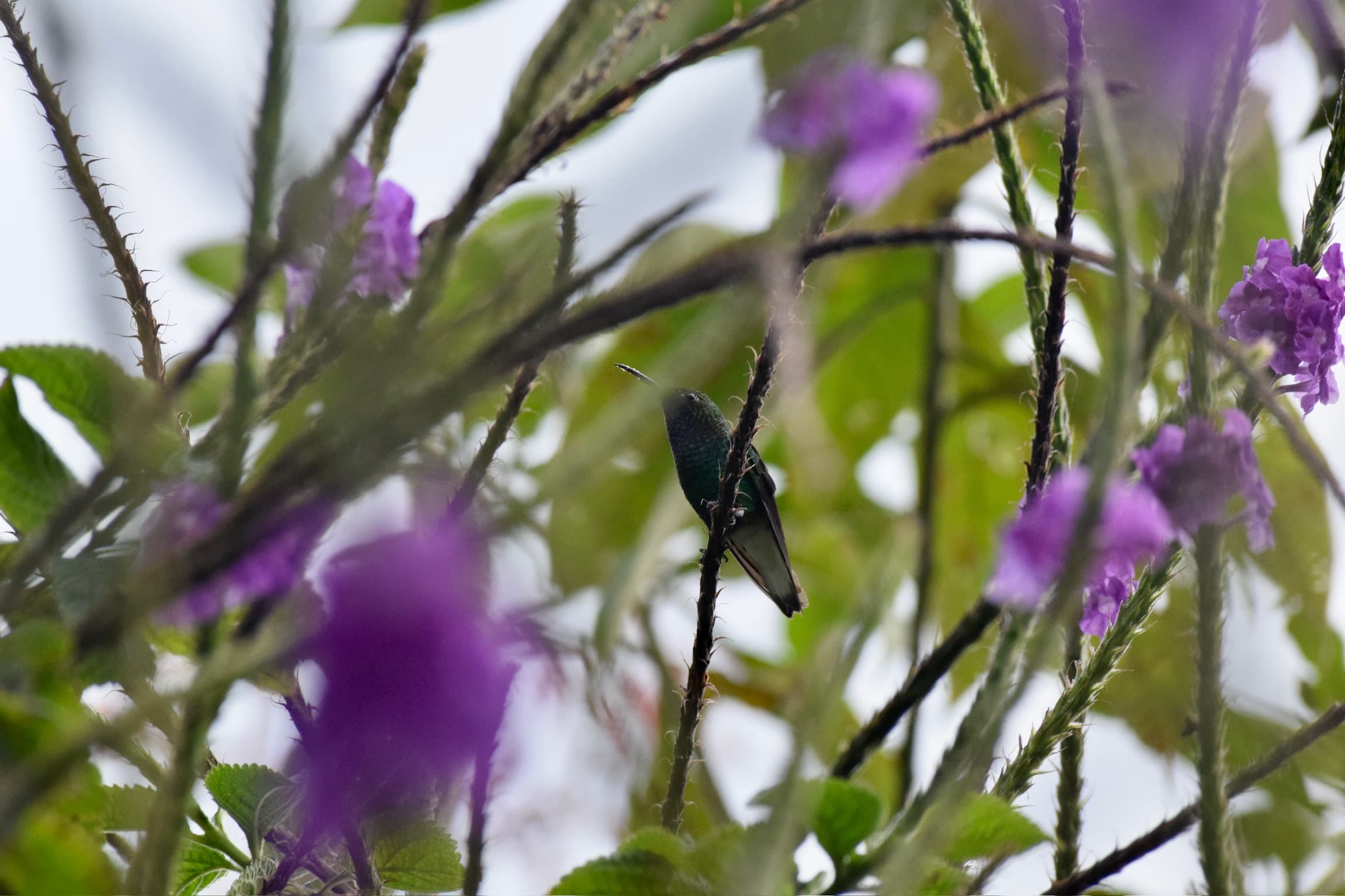 Costa Rica