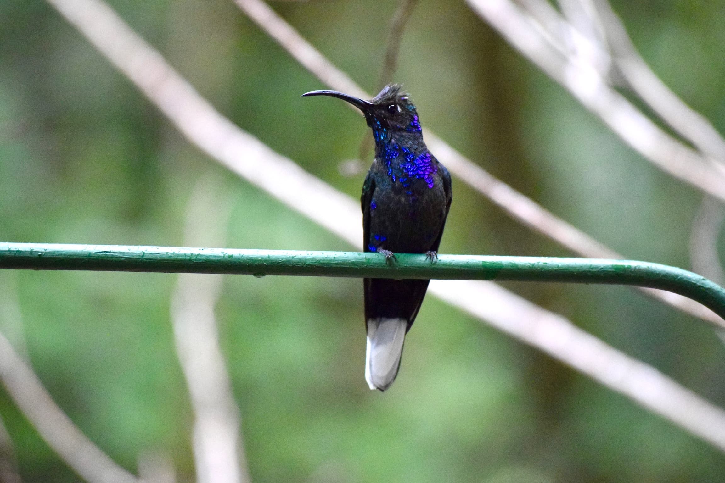 Costa Rica