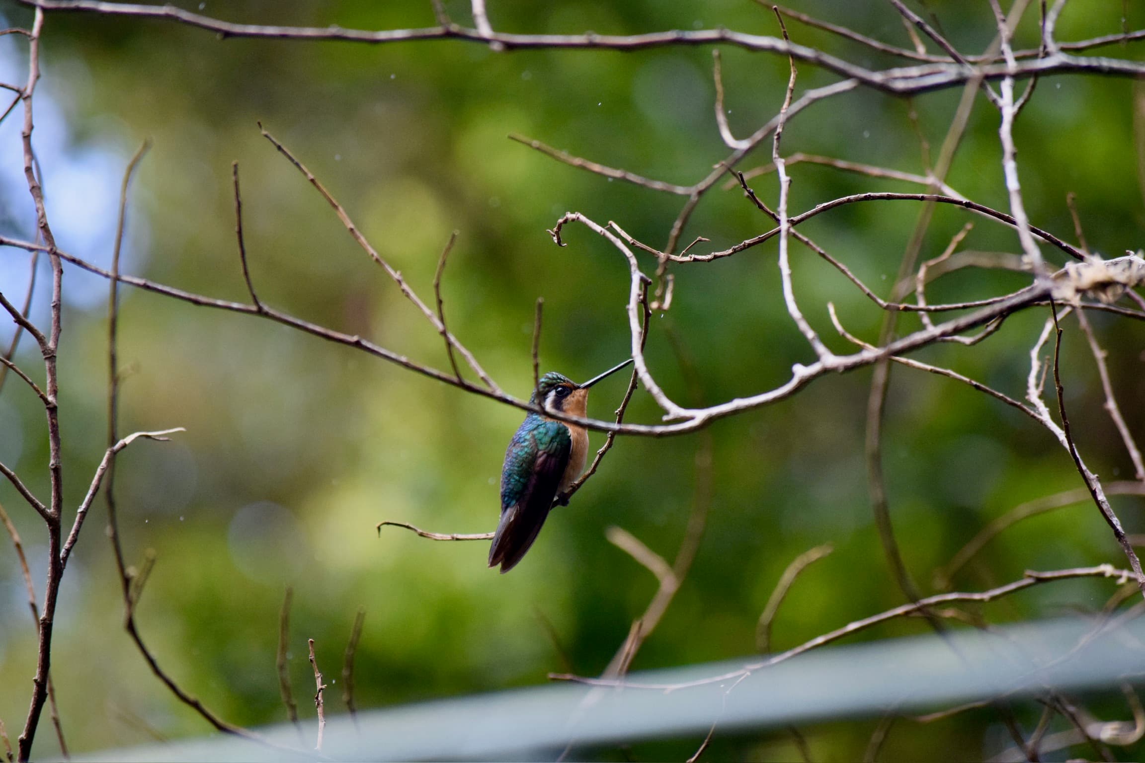 Costa Rica