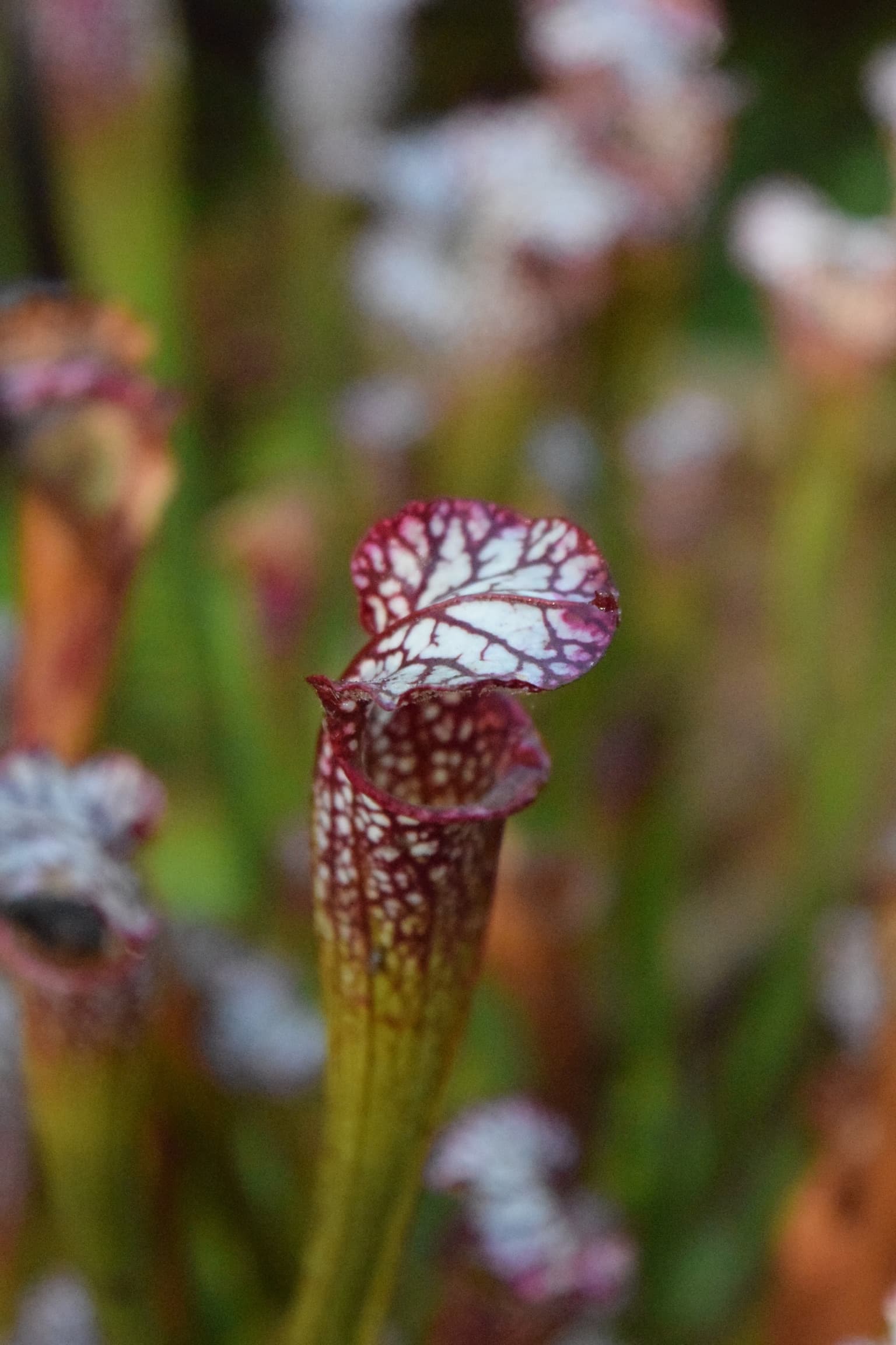 Mendocino