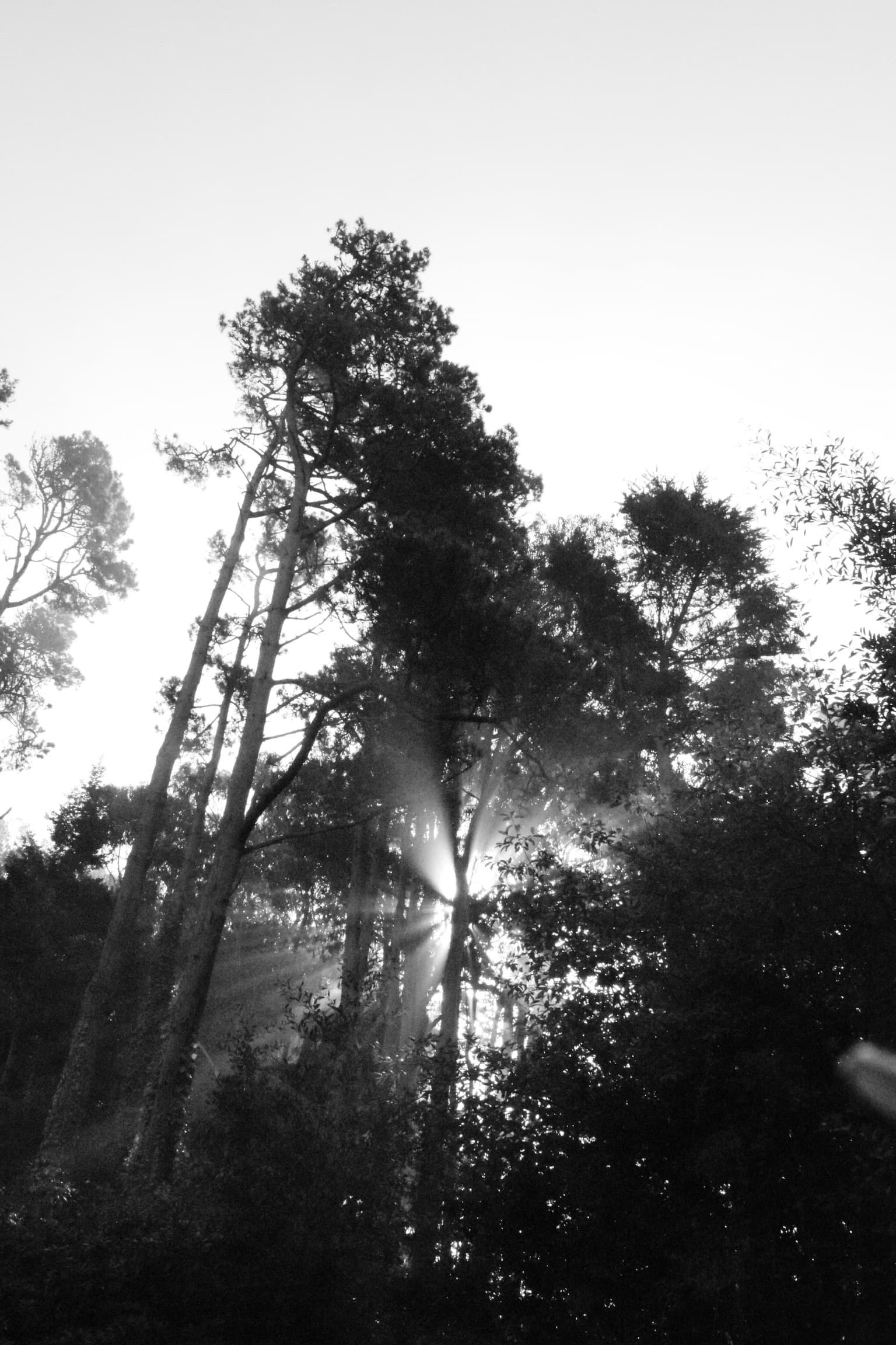 Landscapes