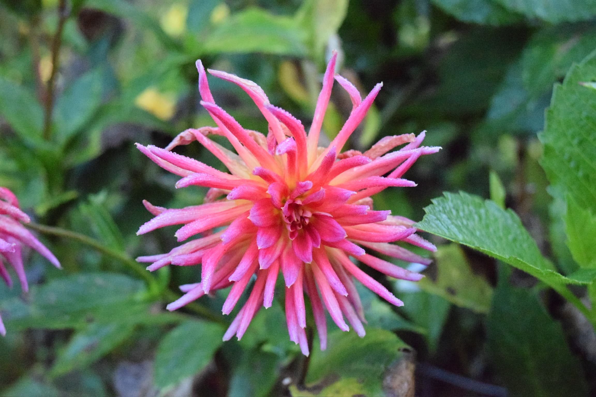 Mendocino