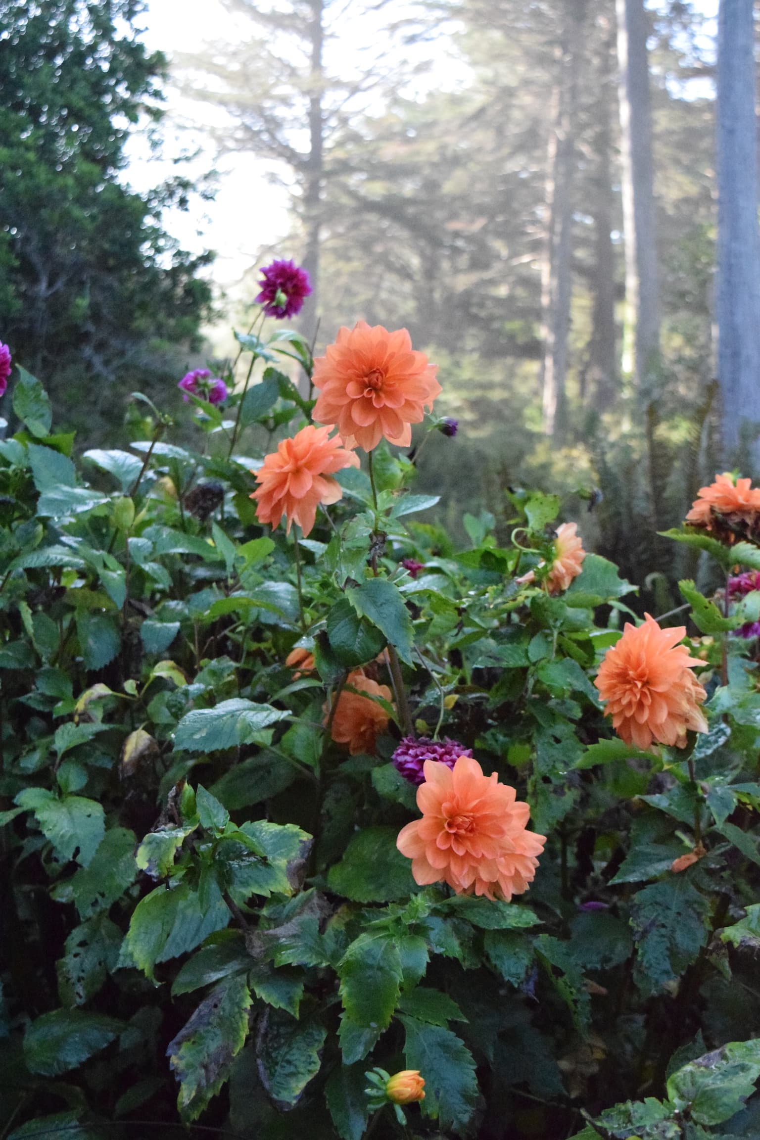Mendocino