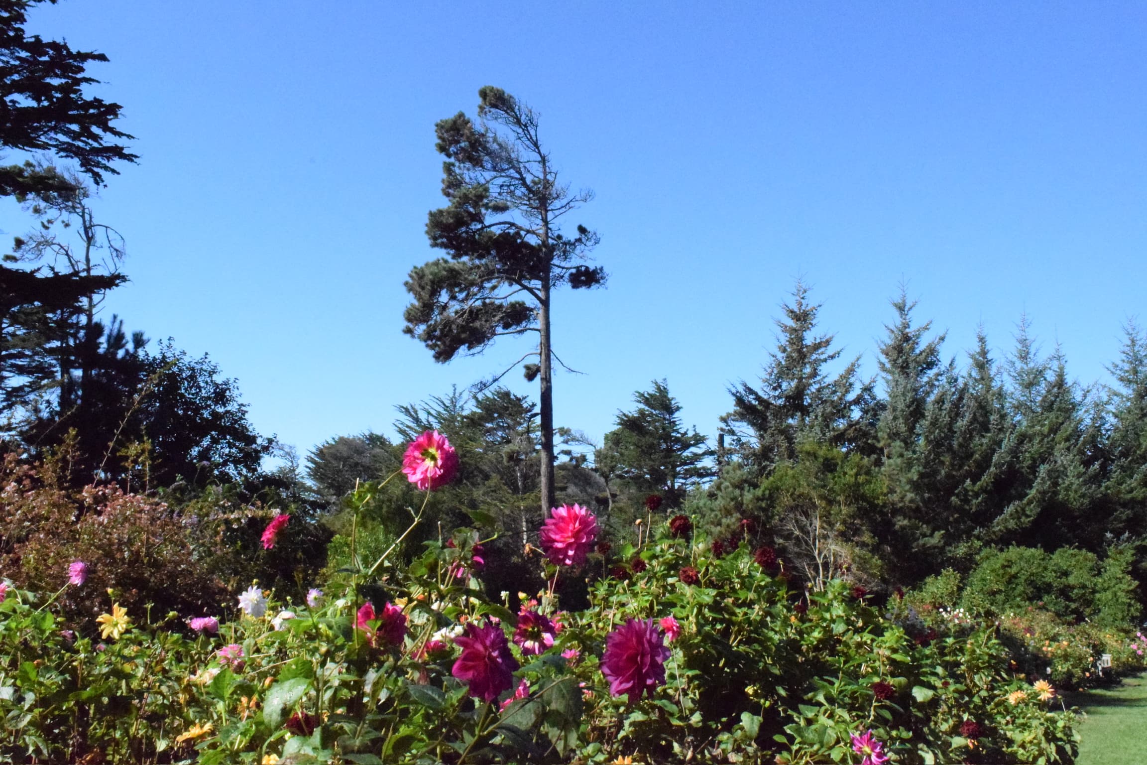 Mendocino
