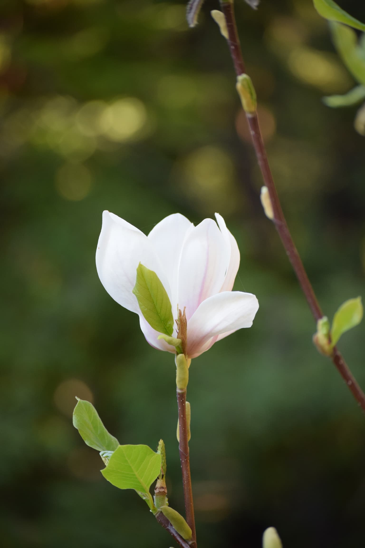 Foliage & Flora
