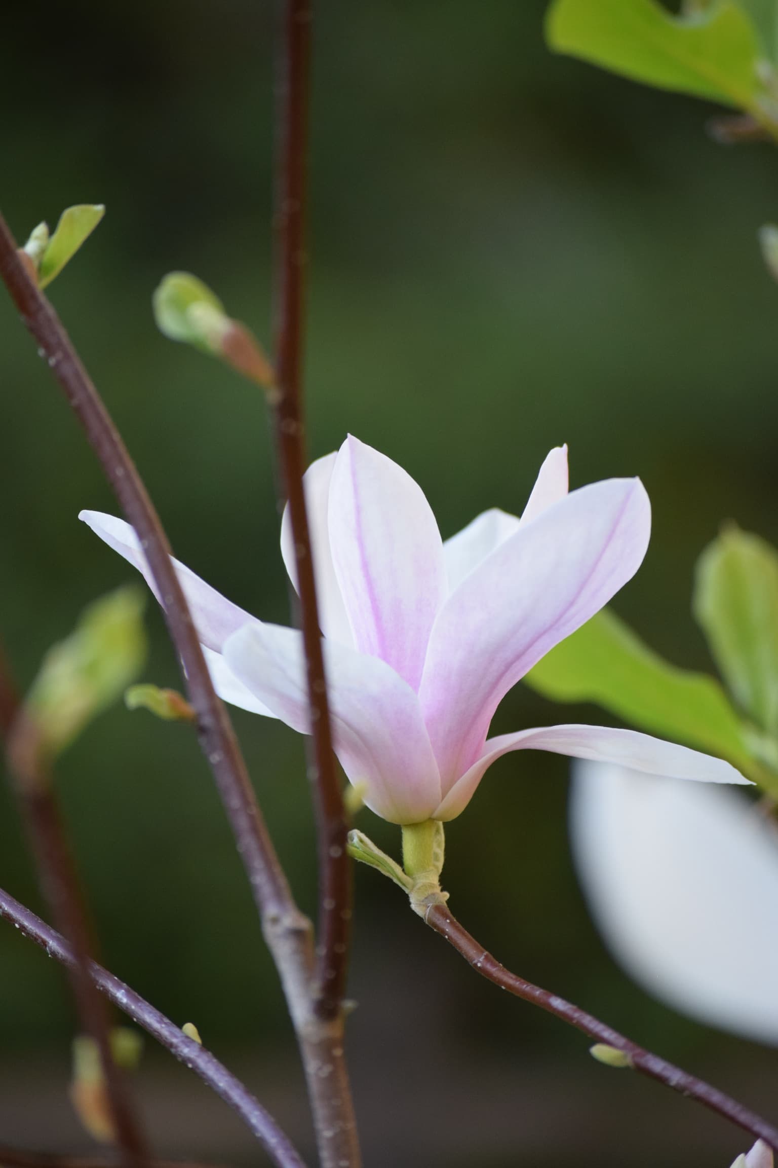 Foliage & Flora