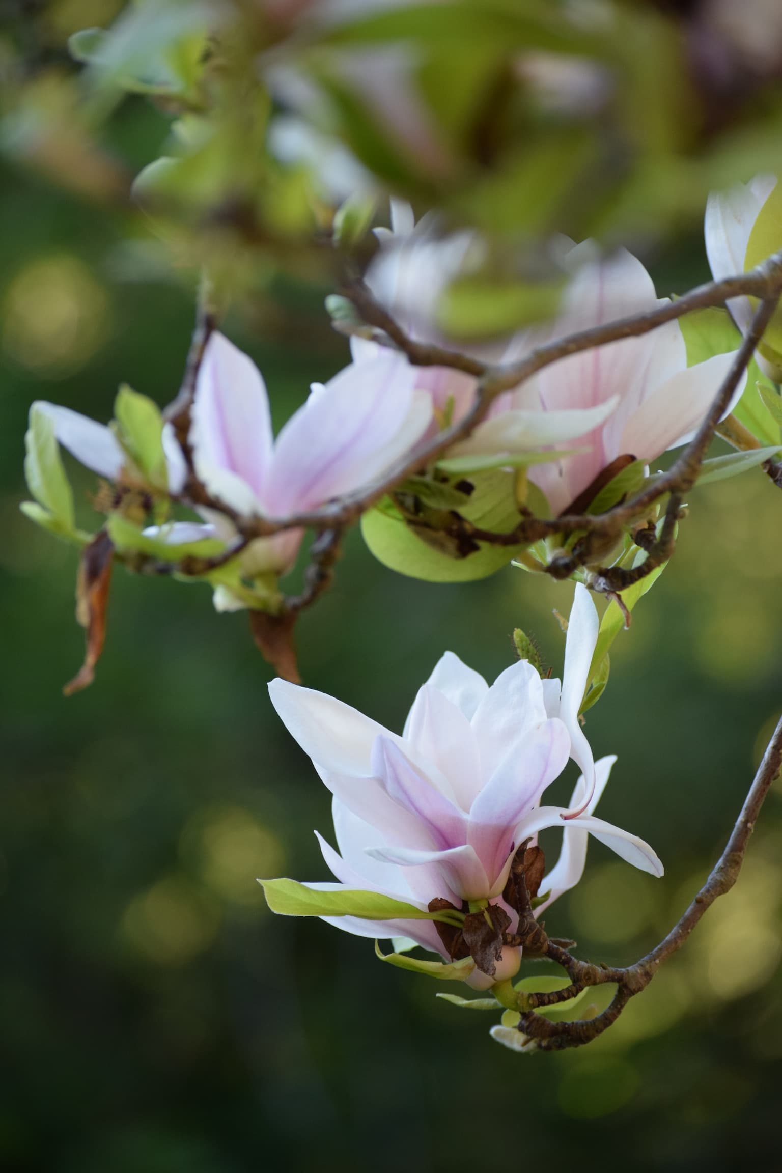 Foliage & Flora
