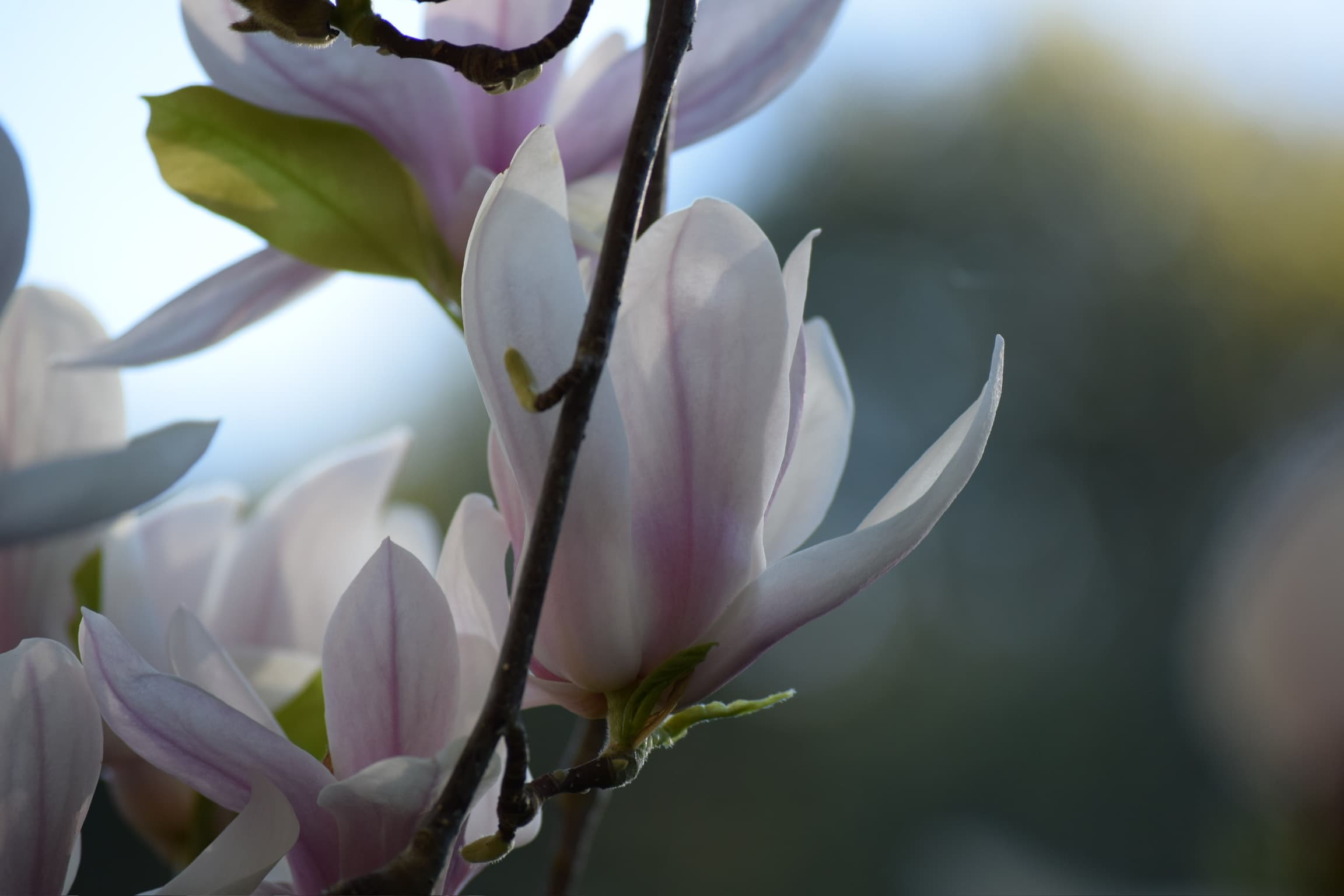 Foliage & Flora