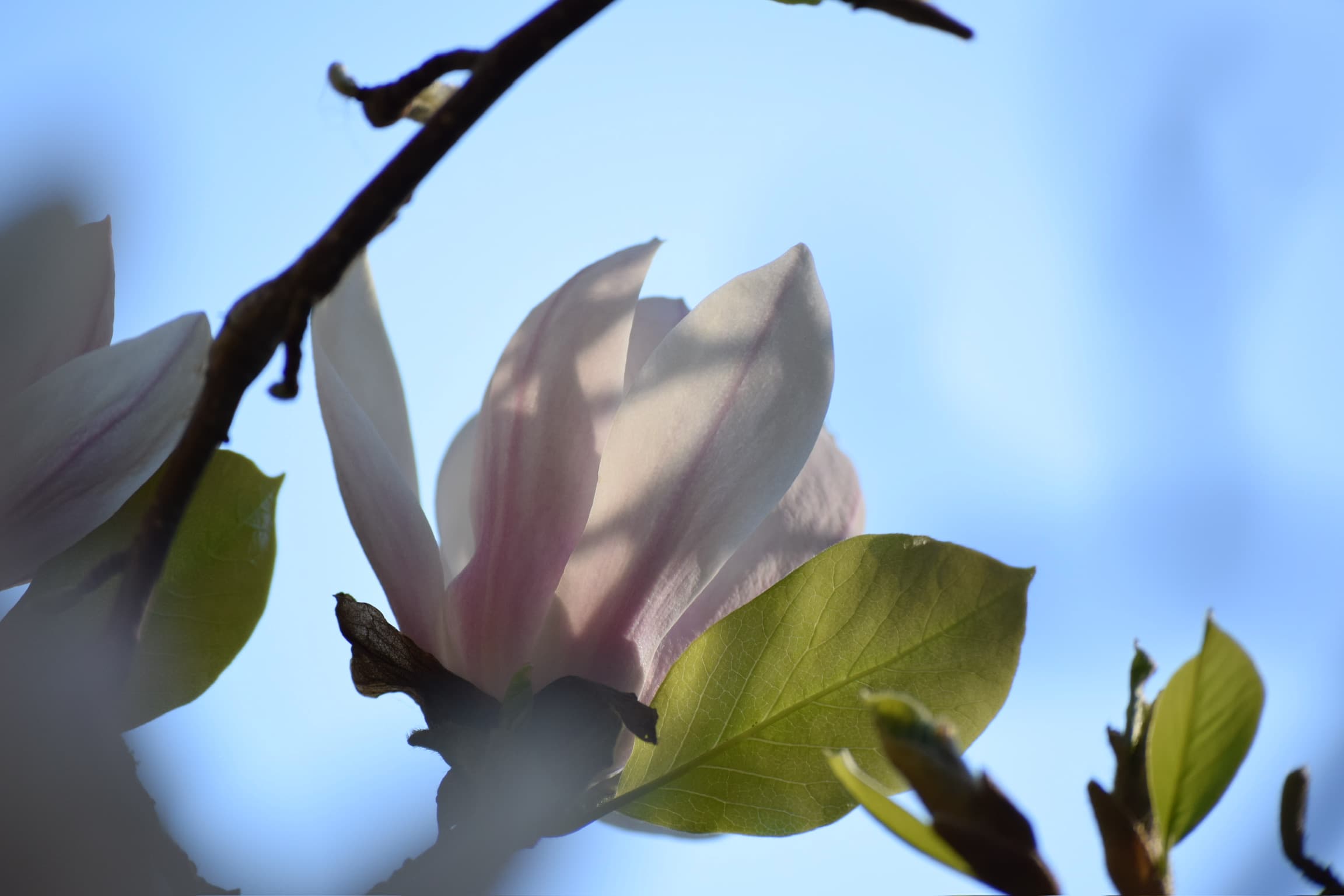 Foliage & Flora