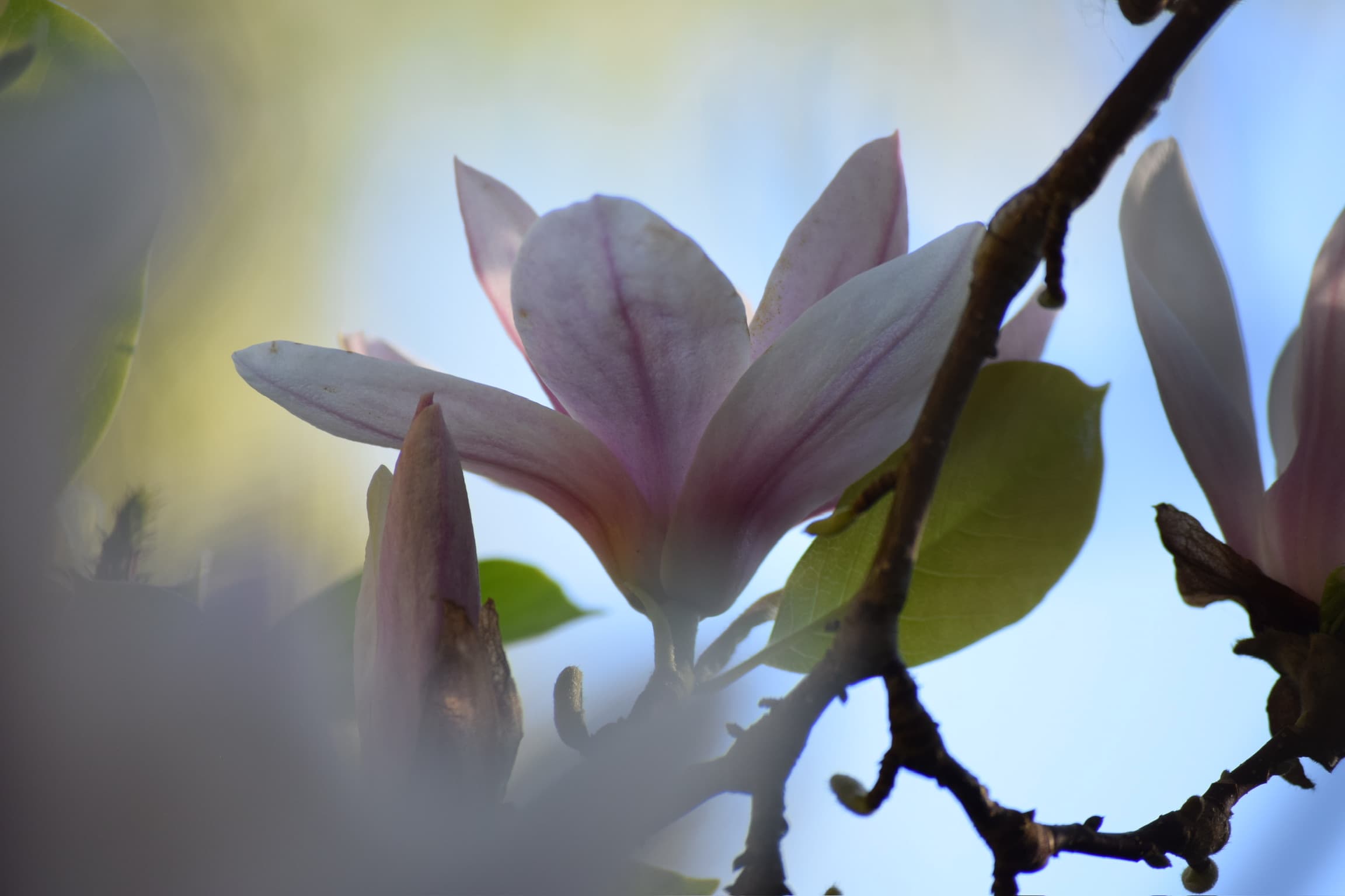 Foliage & Flora