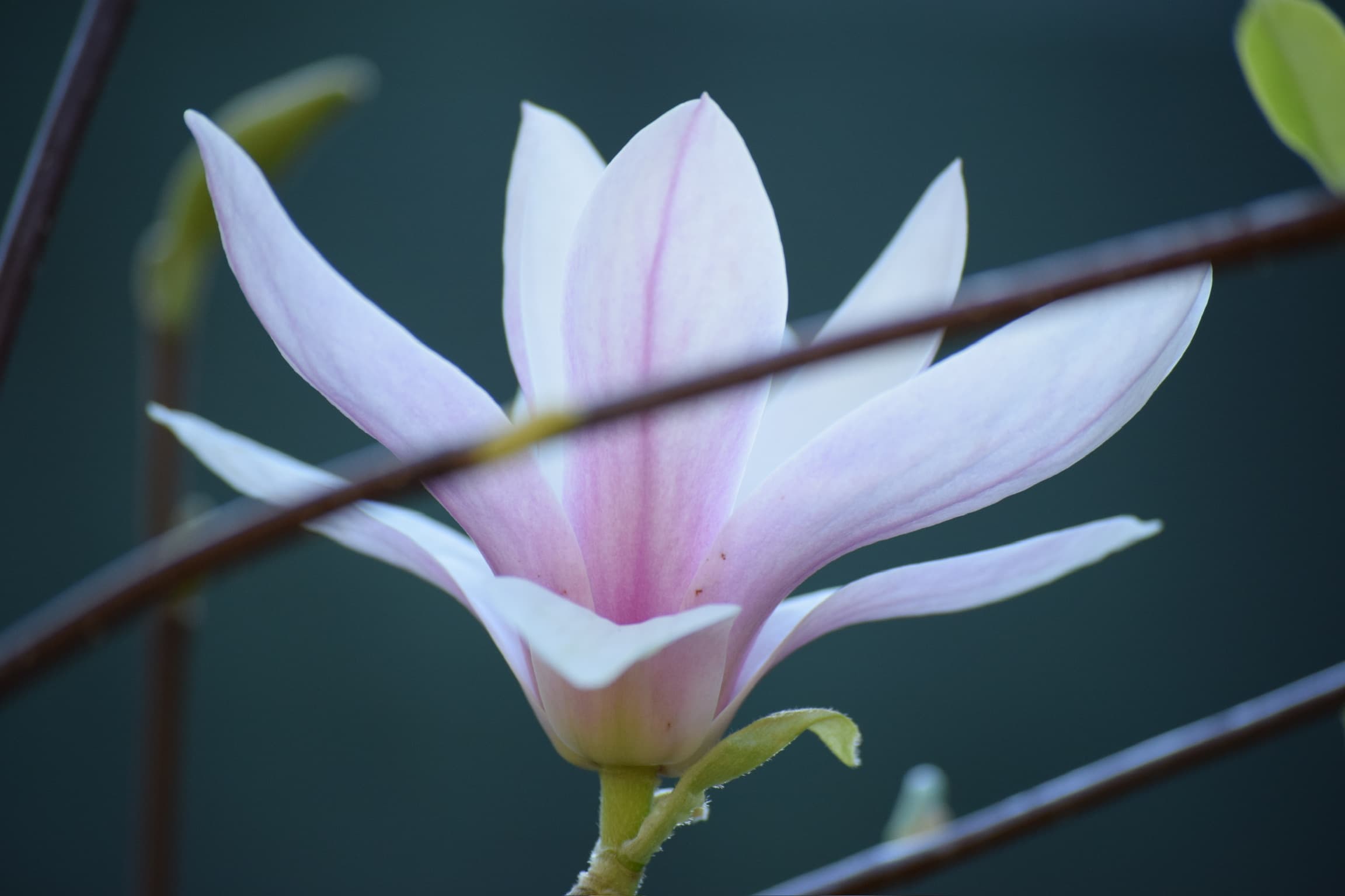 Foliage & Flora