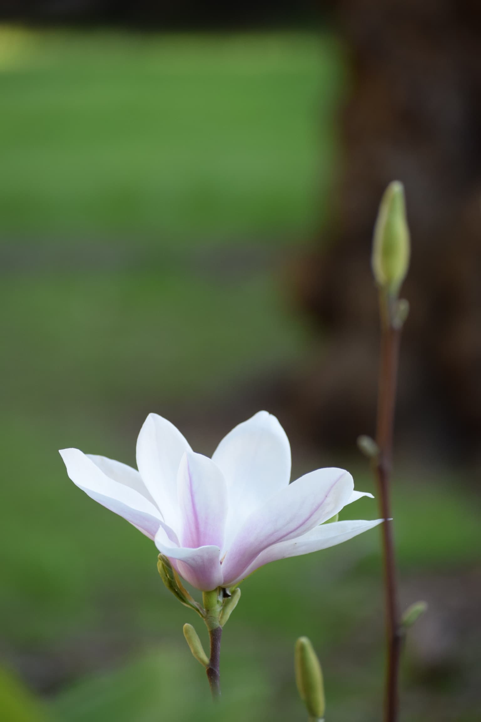 Foliage & Flora