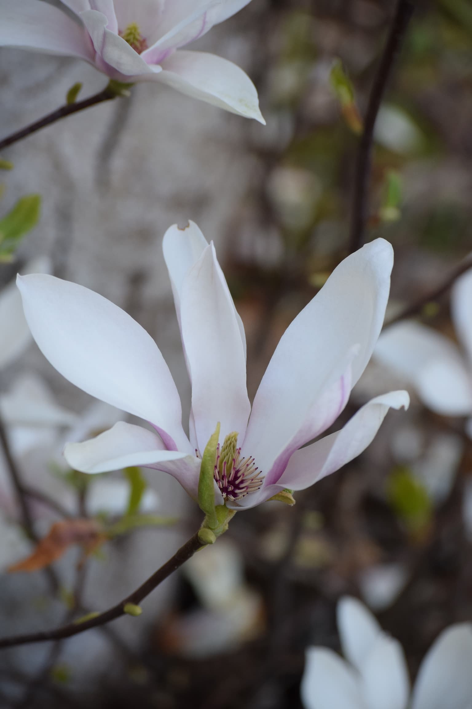 Foliage & Flora