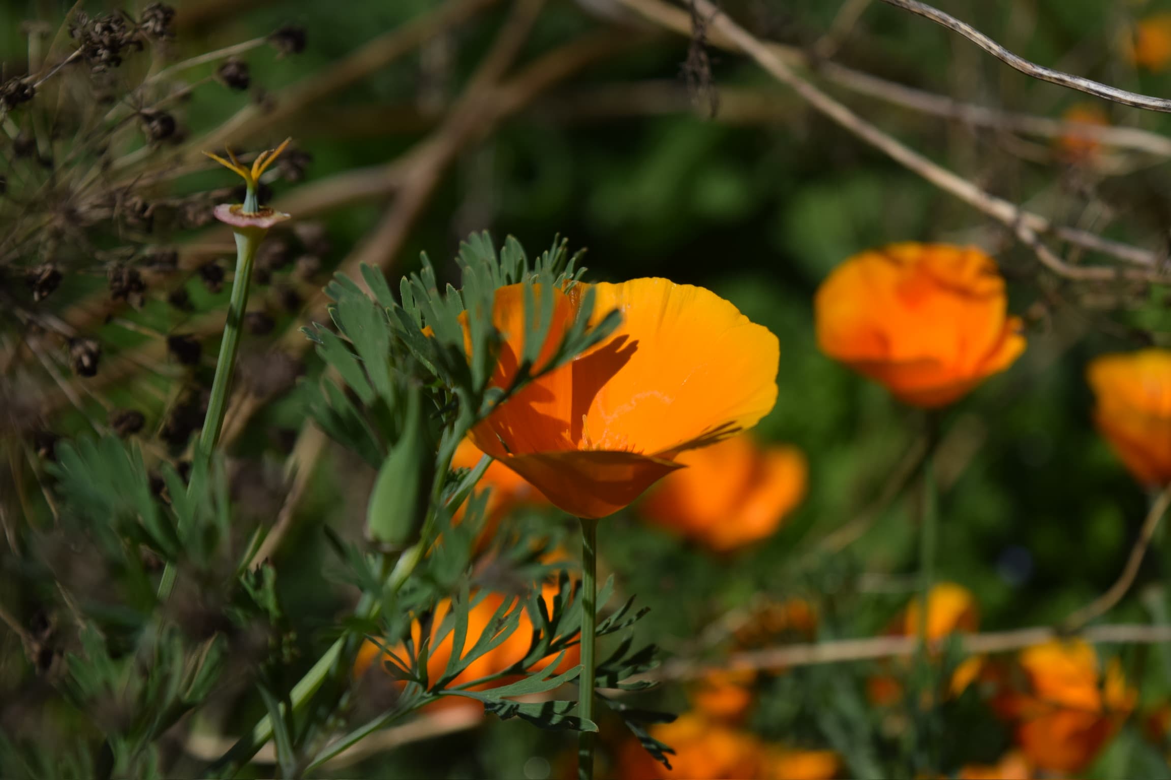Foliage & Flora