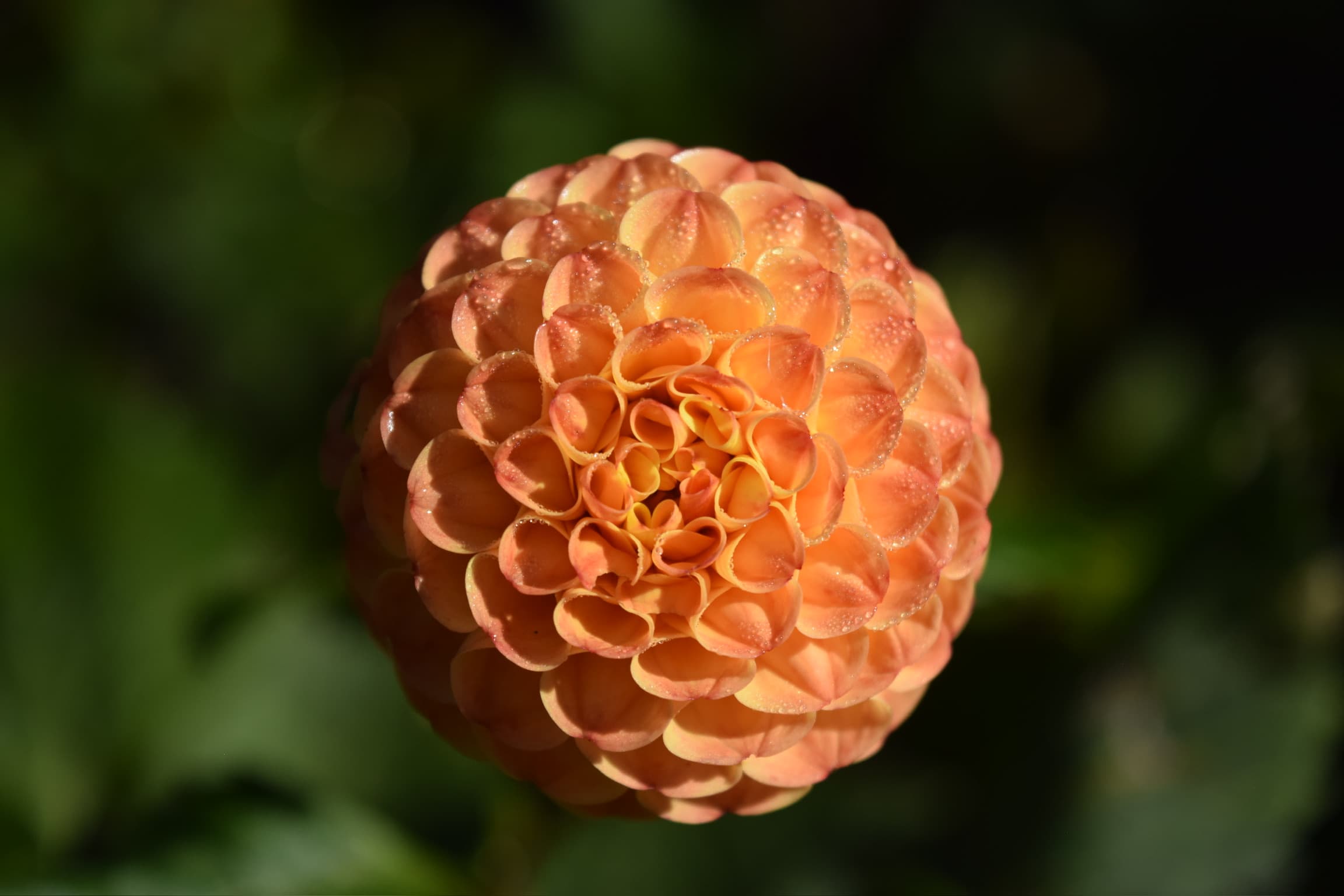 Foliage & Flora