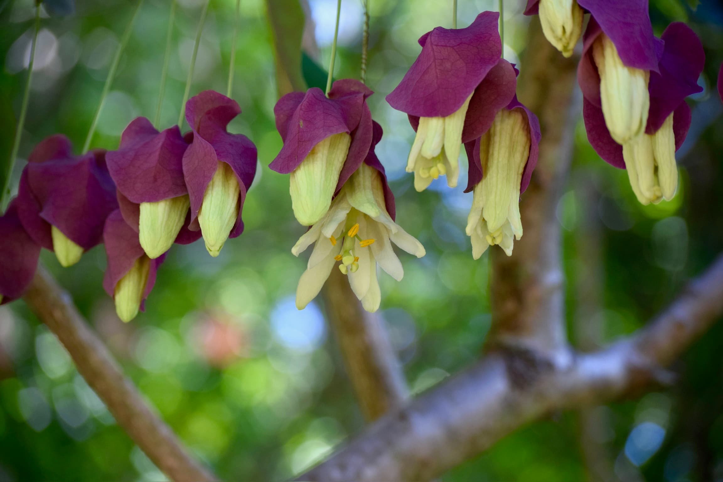 Foliage & Flora